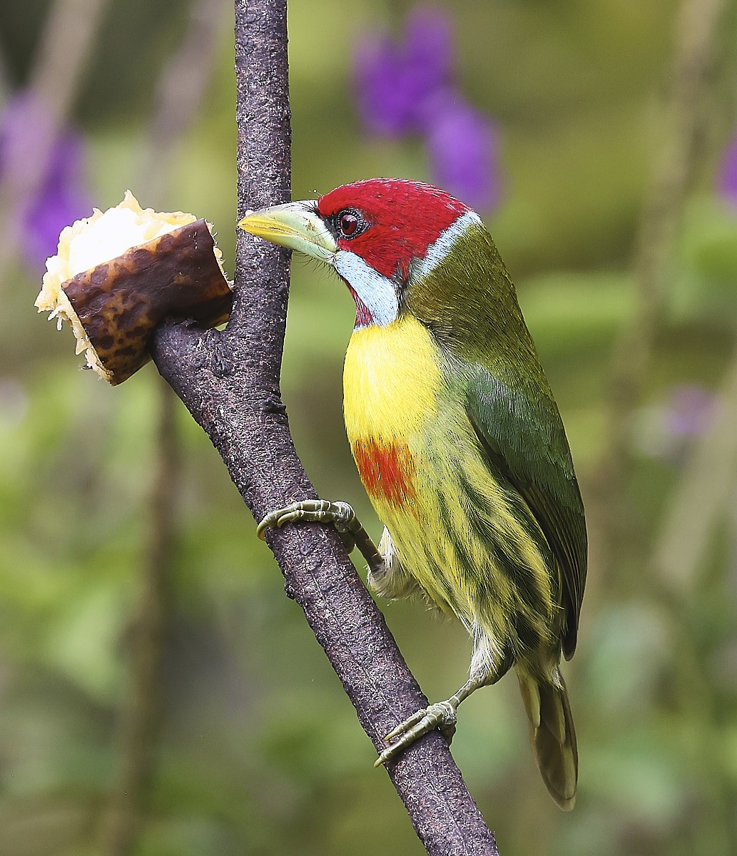 Çok Renkli Barbet - ML623812243