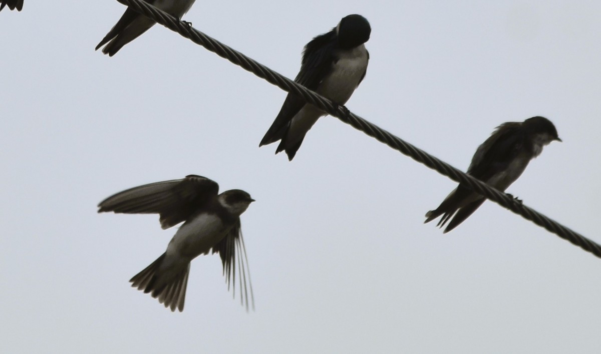 Bank Swallow - ML623812254
