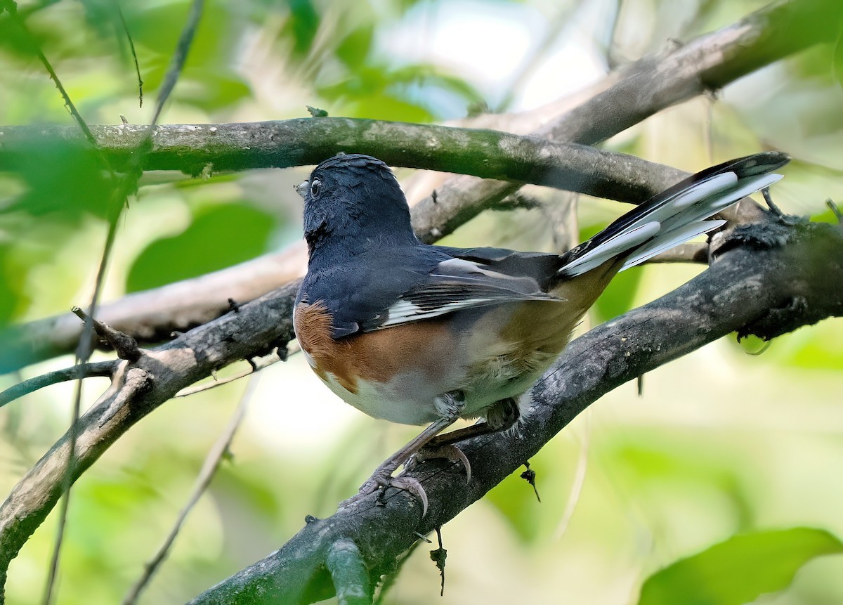 Eastern Towhee - ML623812276