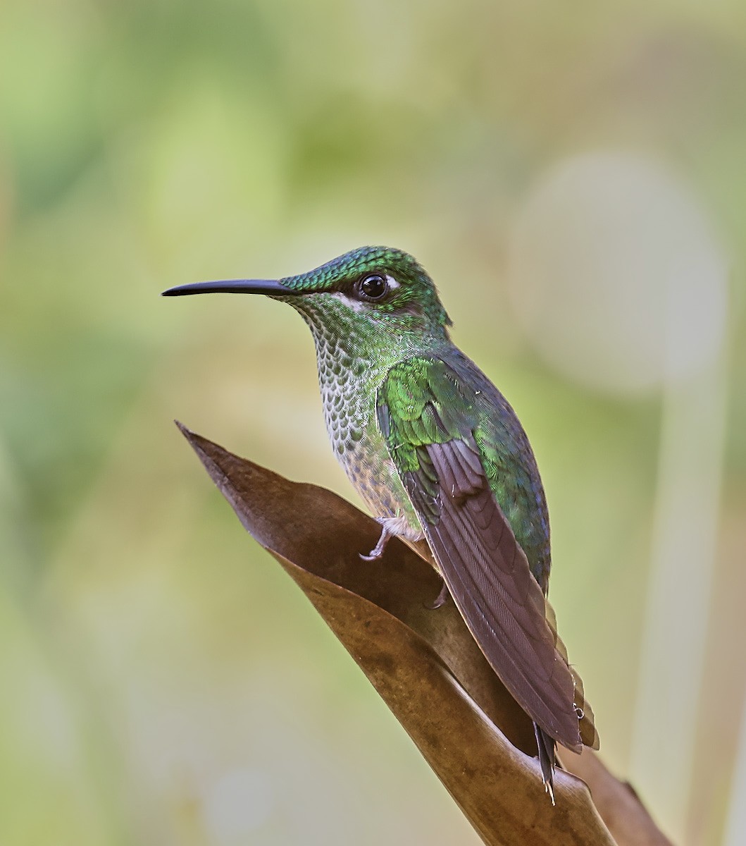 Violet-fronted Brilliant - ML623812279