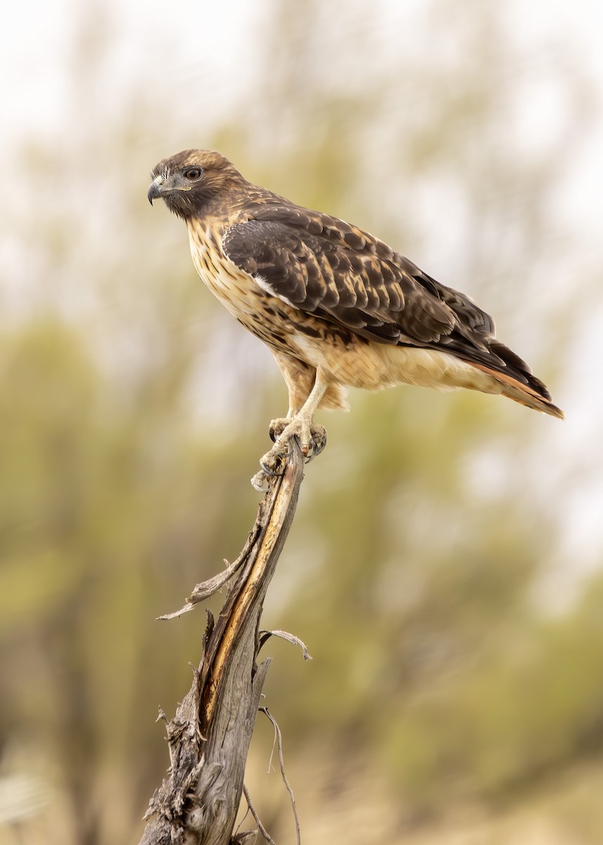 Red-tailed Hawk (calurus/alascensis) - ML623812281