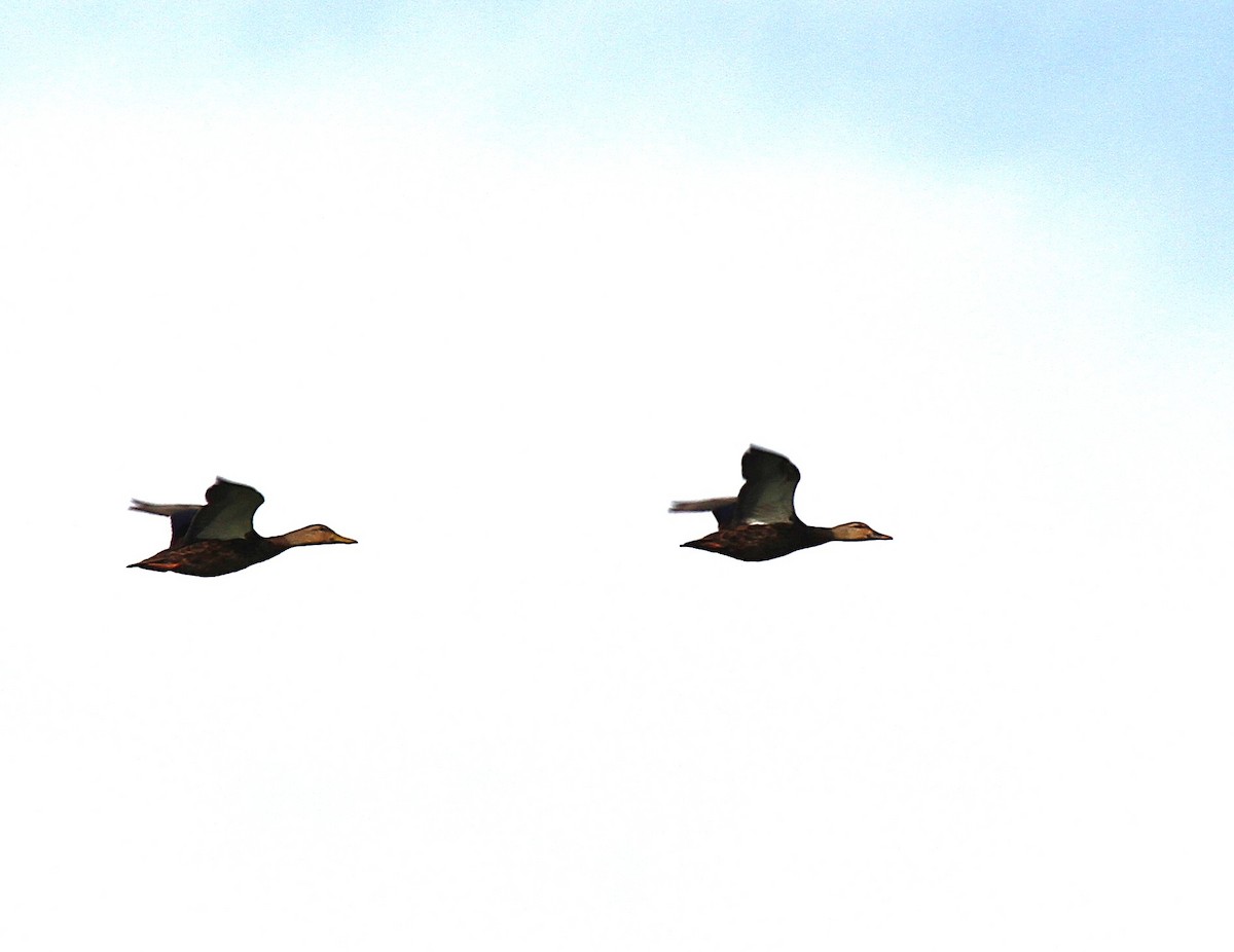 Mottled Duck - ML623812368