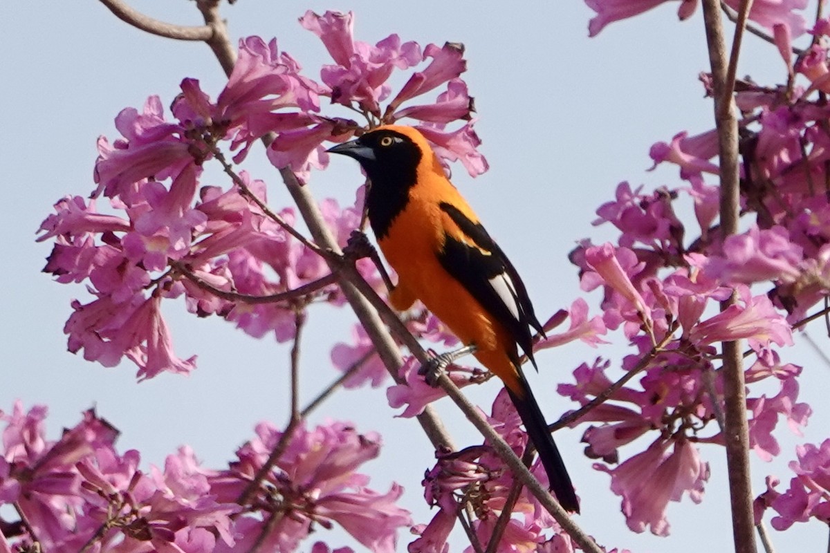 Orange-backed Troupial - ML623812408