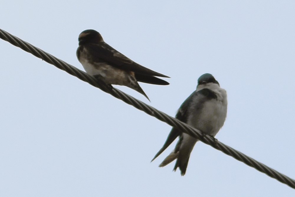 Cliff Swallow - ML623812419