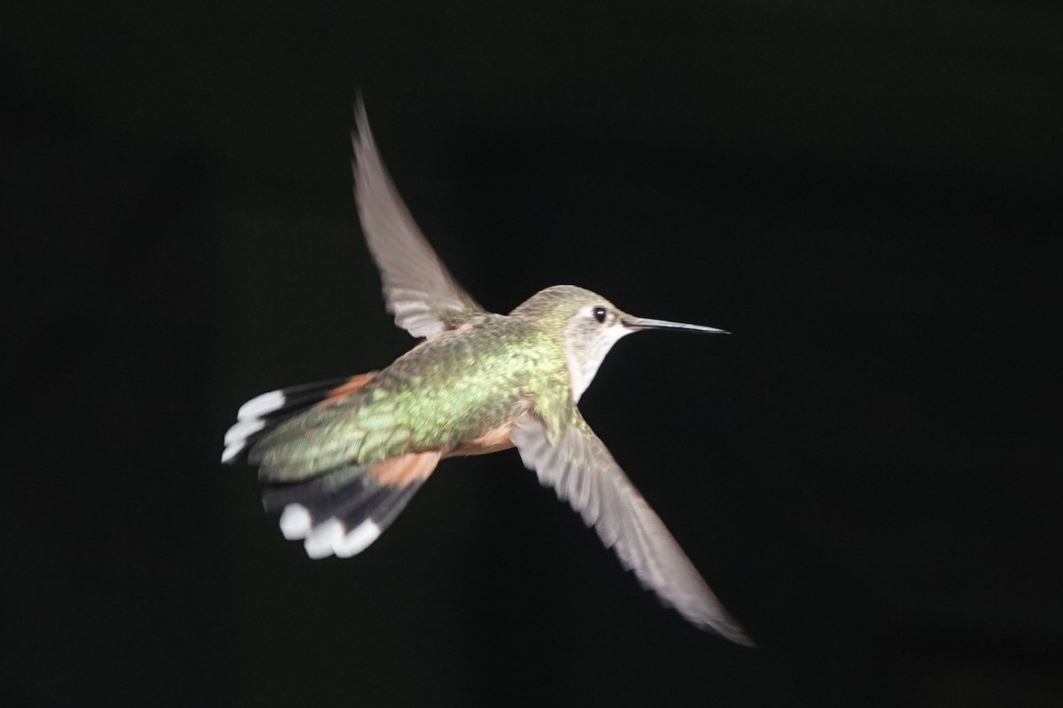 Broad-tailed Hummingbird - Doug Johnson