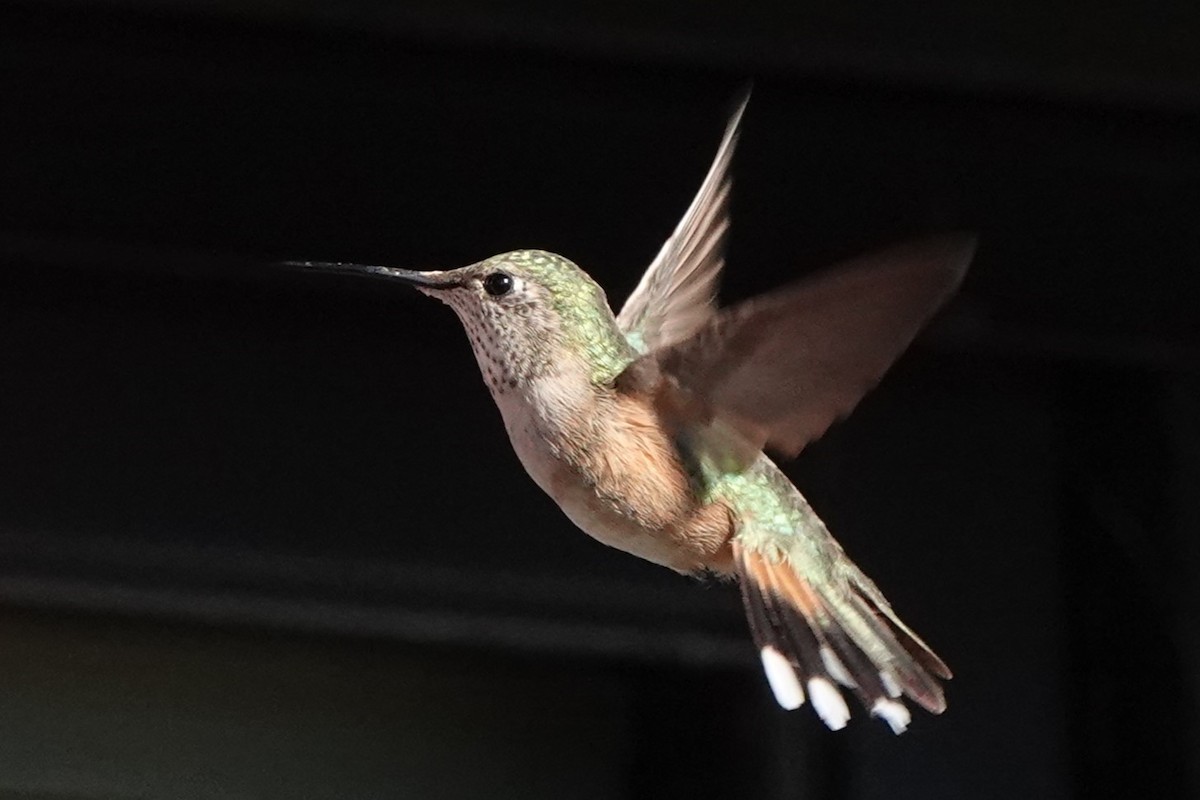 Broad-tailed Hummingbird - ML623812428