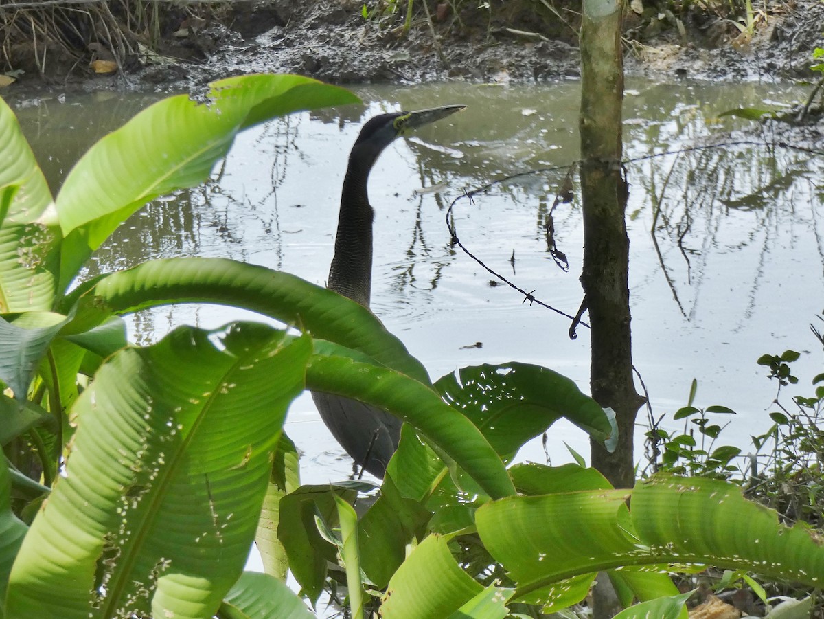 Bare-throated Tiger-Heron - ML623812434