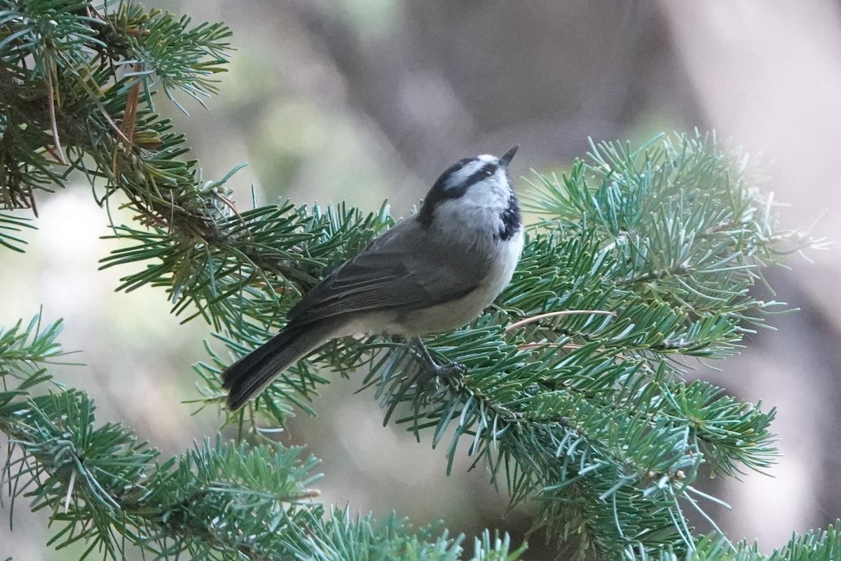 Mountain Chickadee - Doug Johnson