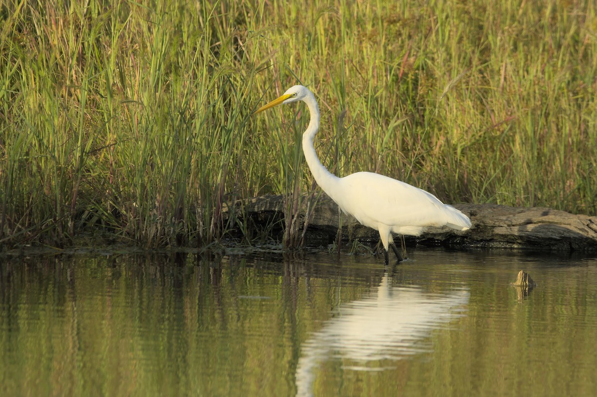 Great Egret - ML623812458