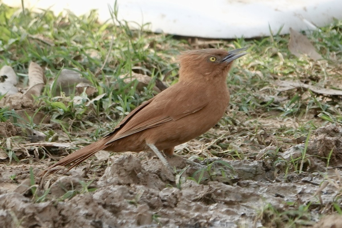 Cacholote Crestigrís - ML623812464