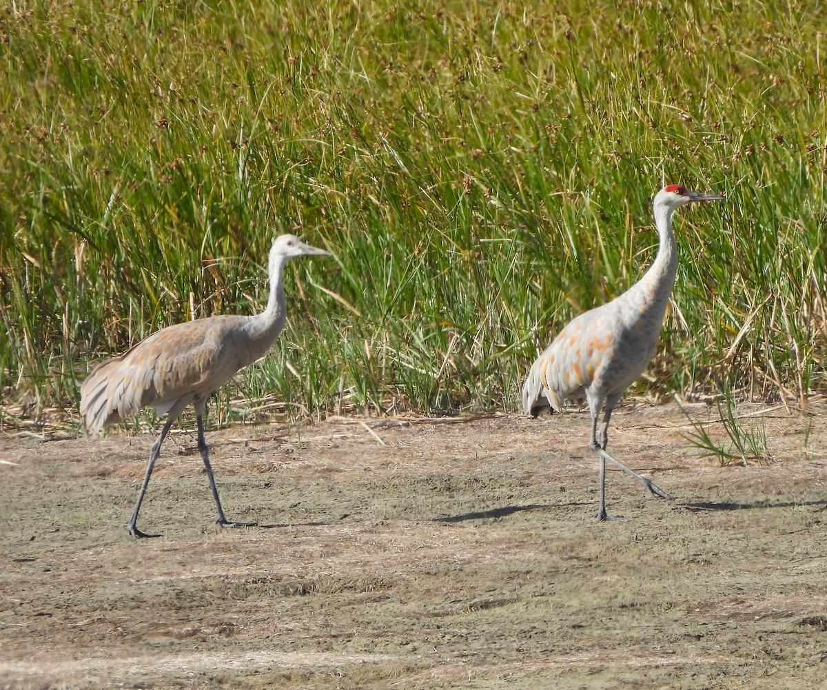 Sandhill Crane - Jan Thom