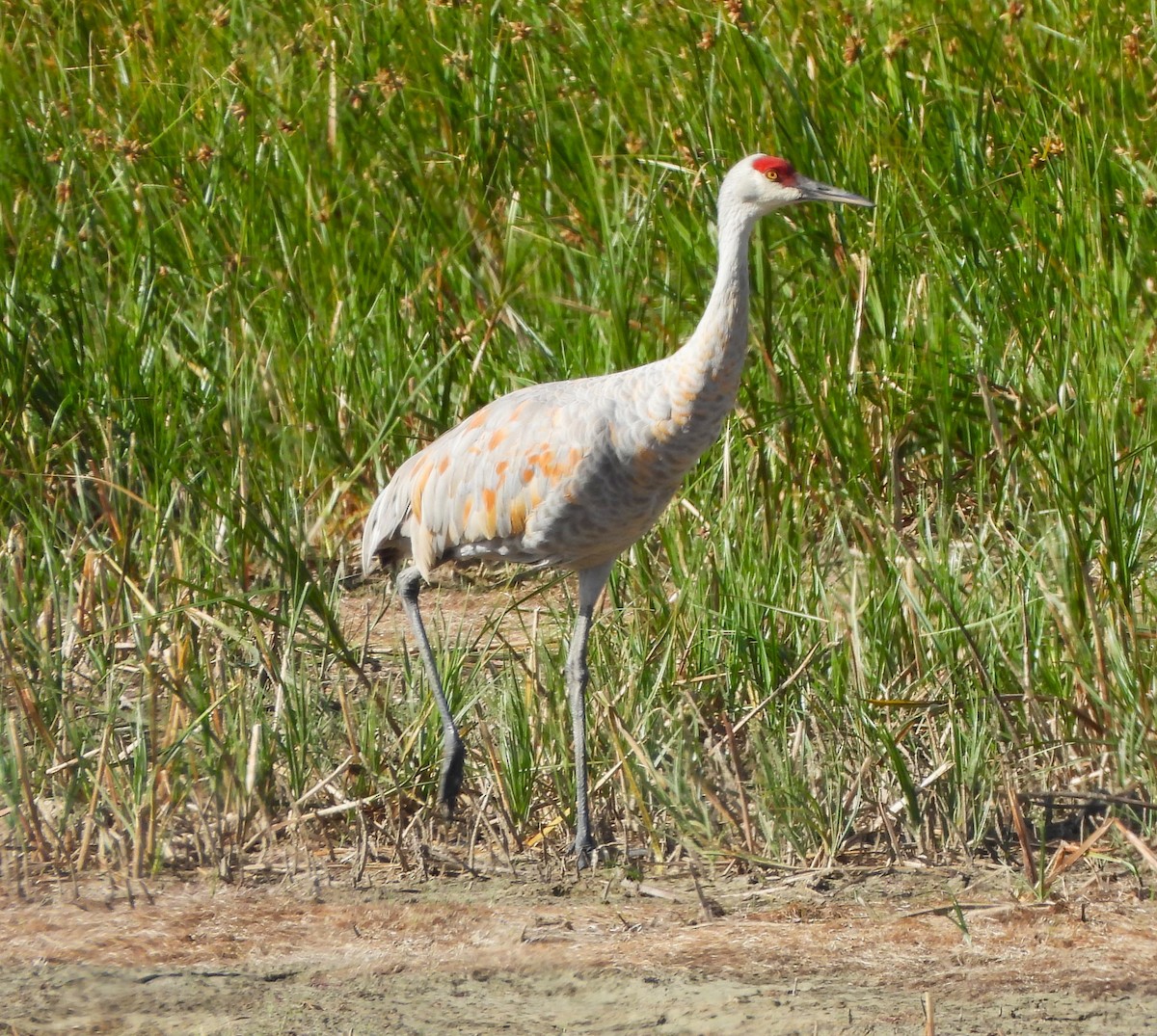 Sandhill Crane - ML623812492