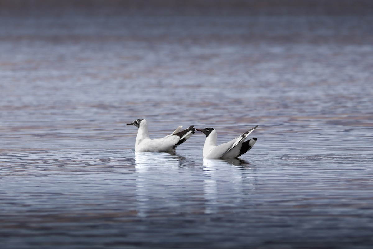 Andean Gull - Clayton Borzini