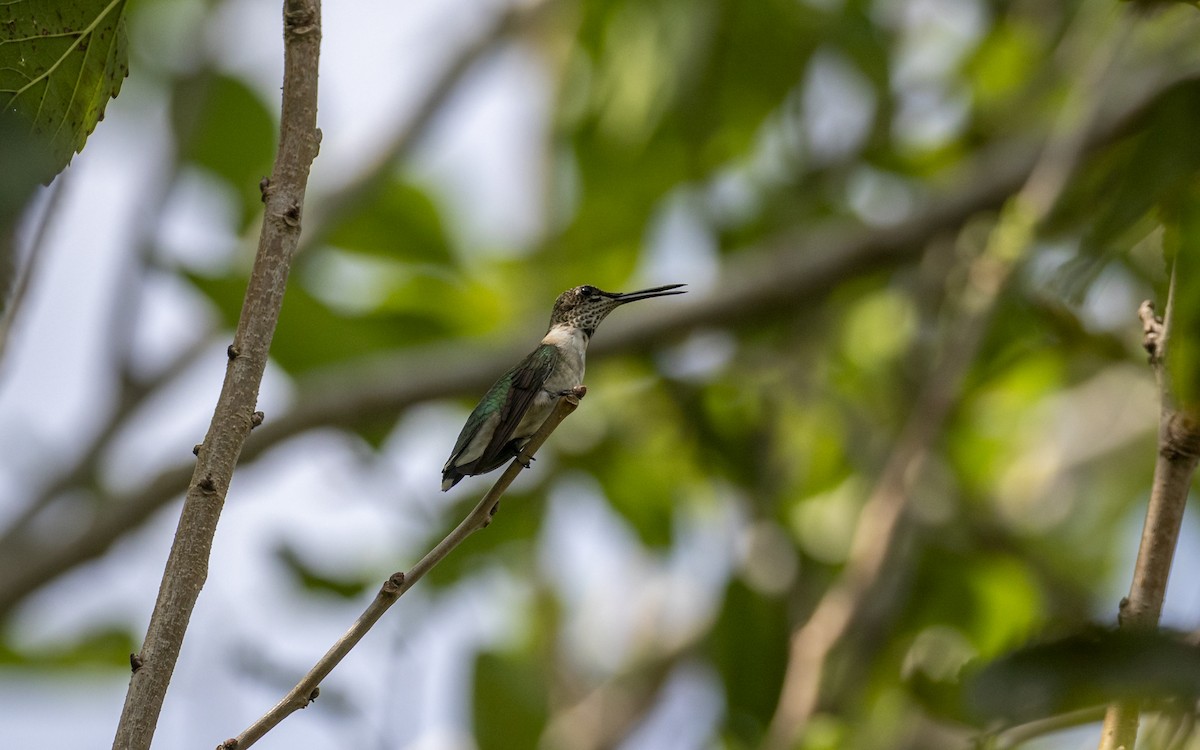 Ruby-throated Hummingbird - ML623812542