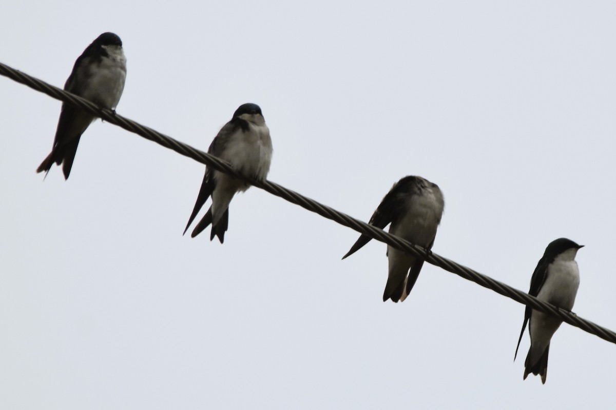 Tree Swallow - ML623812592