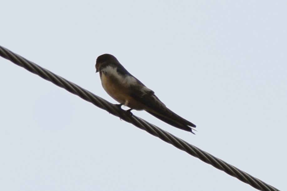 Barn Swallow - Mark Greene