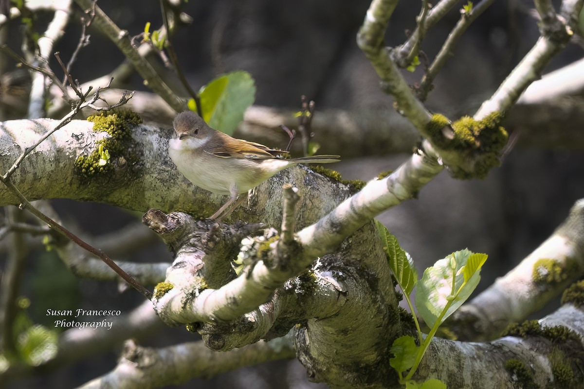 Greater Whitethroat - ML623812659