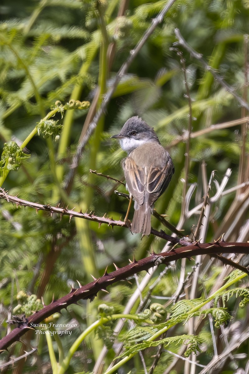 Greater Whitethroat - ML623812661