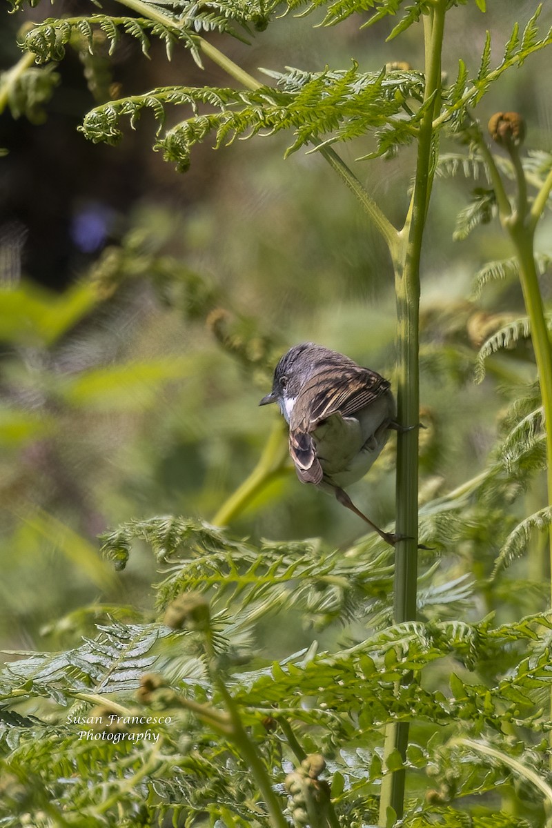 Greater Whitethroat - ML623812667