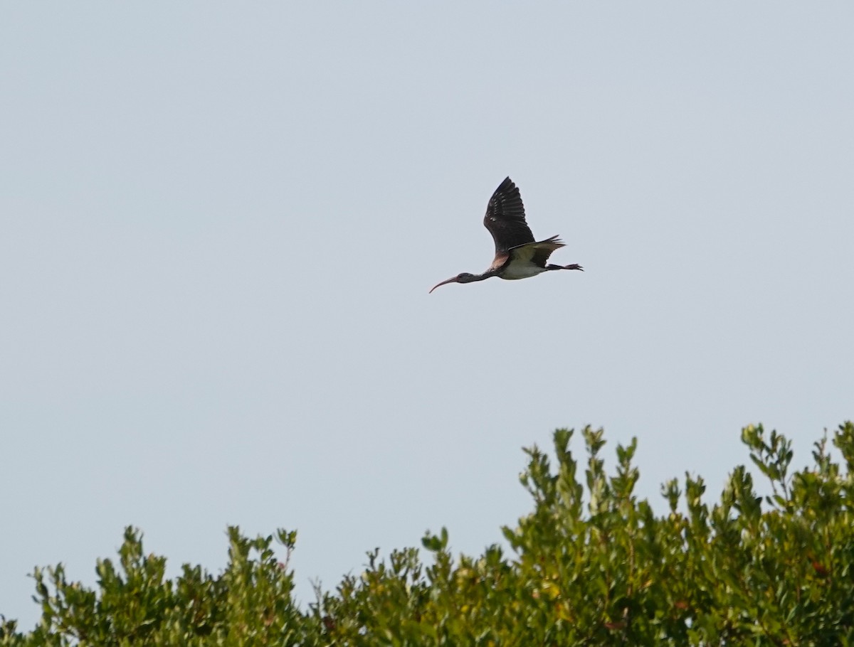 White Ibis - ML623812670