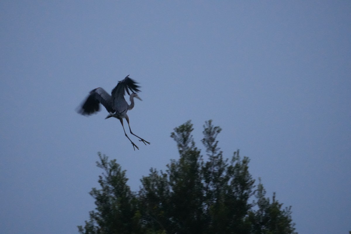 Great Blue Heron - ML623812678