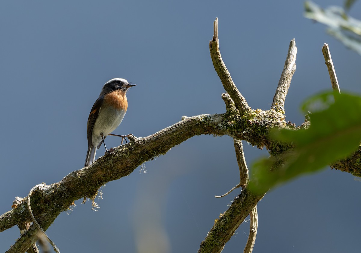 Rufous-breasted Chat-Tyrant - ML623812681