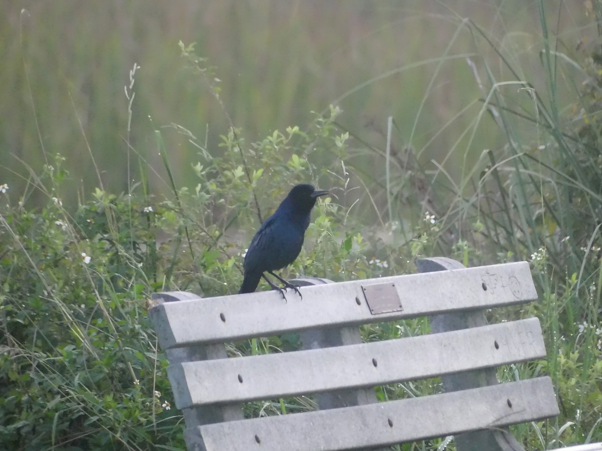 Boat-tailed Grackle - ML623812688