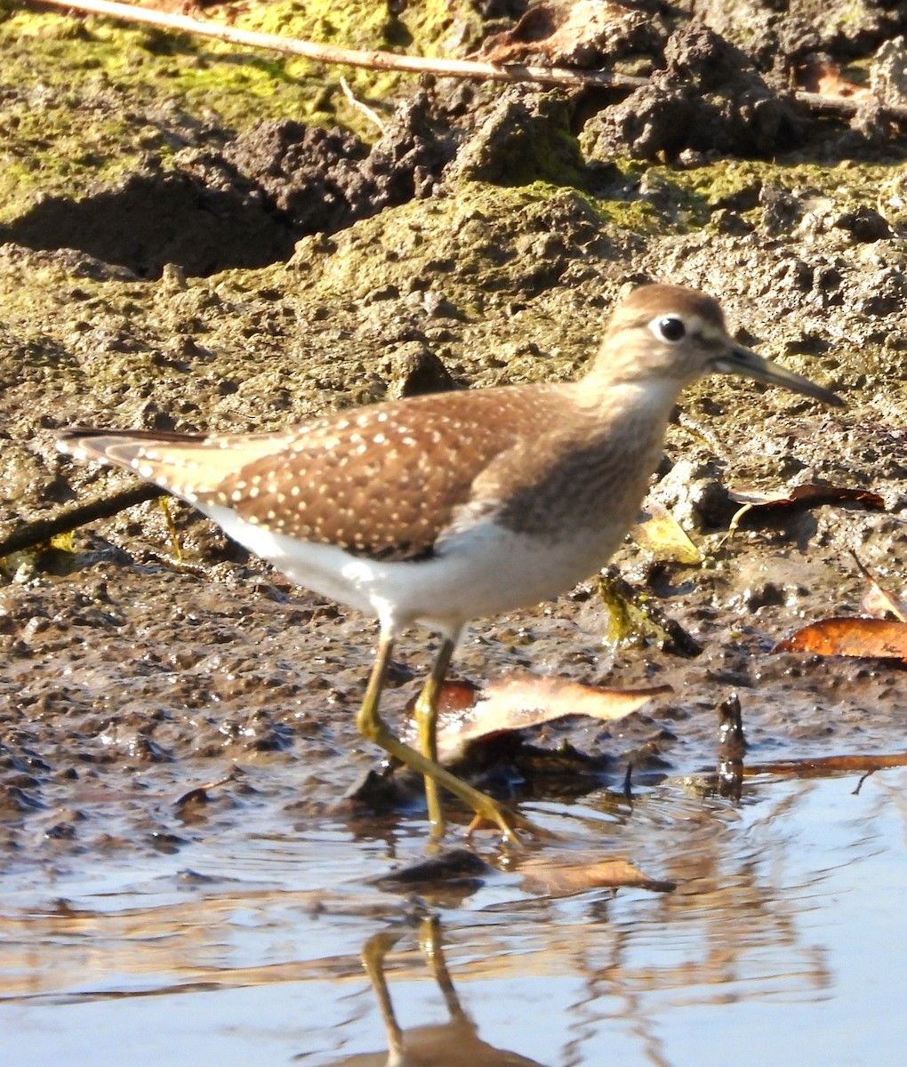 Solitary Sandpiper - ML623812692