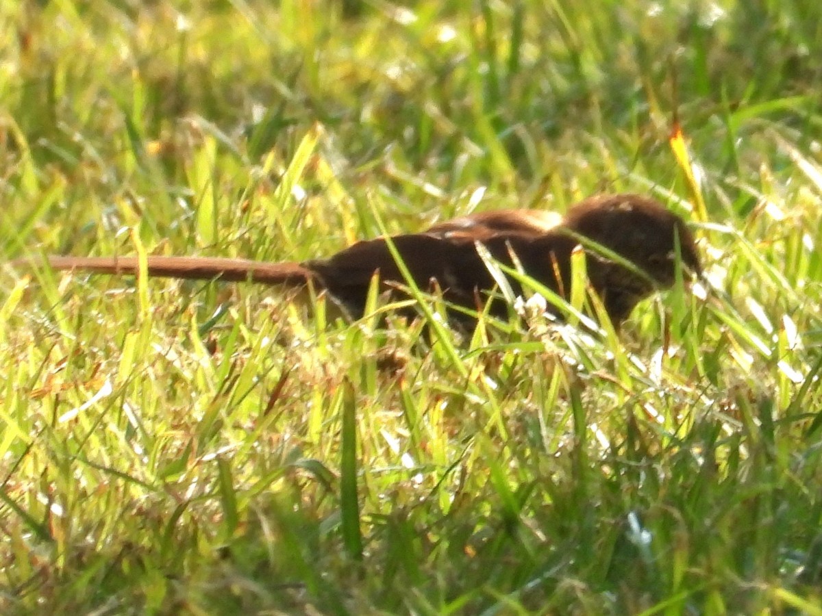 Brown Thrasher - ML623812732