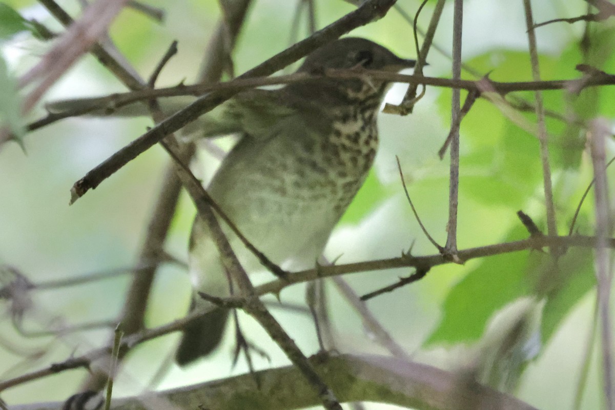 Gray-cheeked Thrush - ML623812734