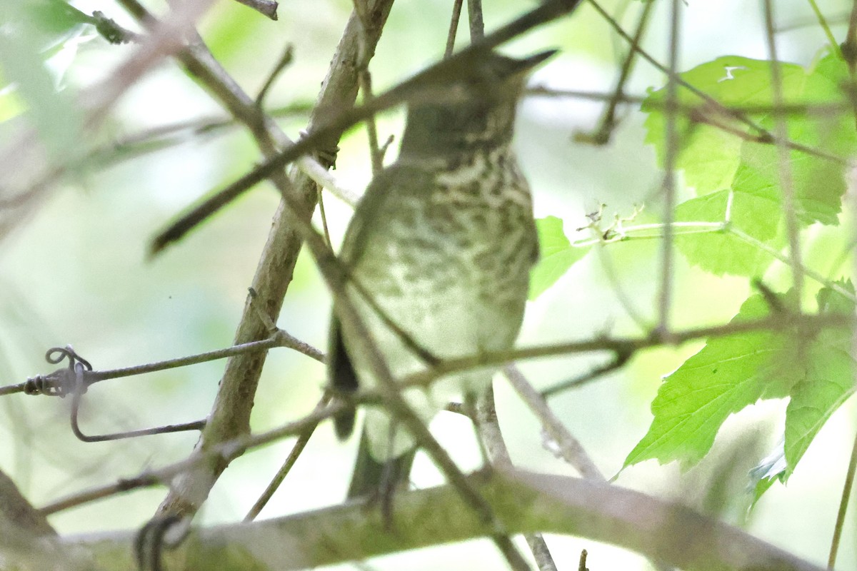 Gray-cheeked Thrush - ML623812742