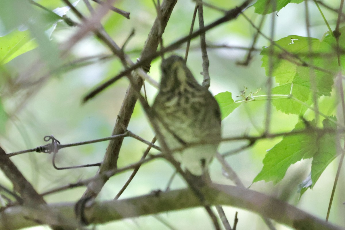 Gray-cheeked Thrush - ML623812744