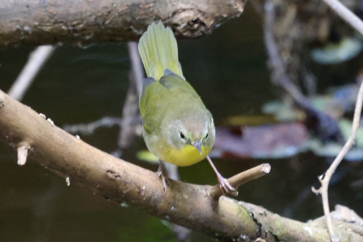 Common Yellowthroat - ML623812760