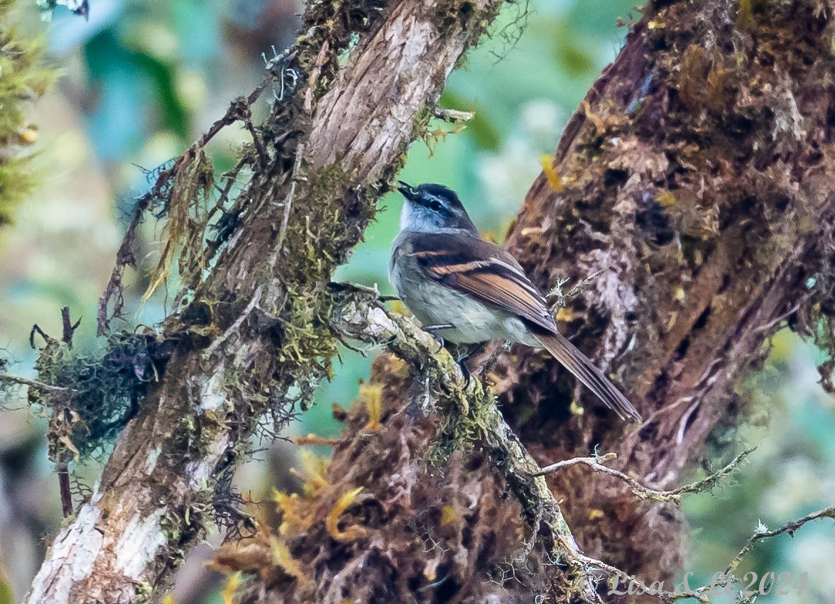 White-throated Tyrannulet - ML623812763