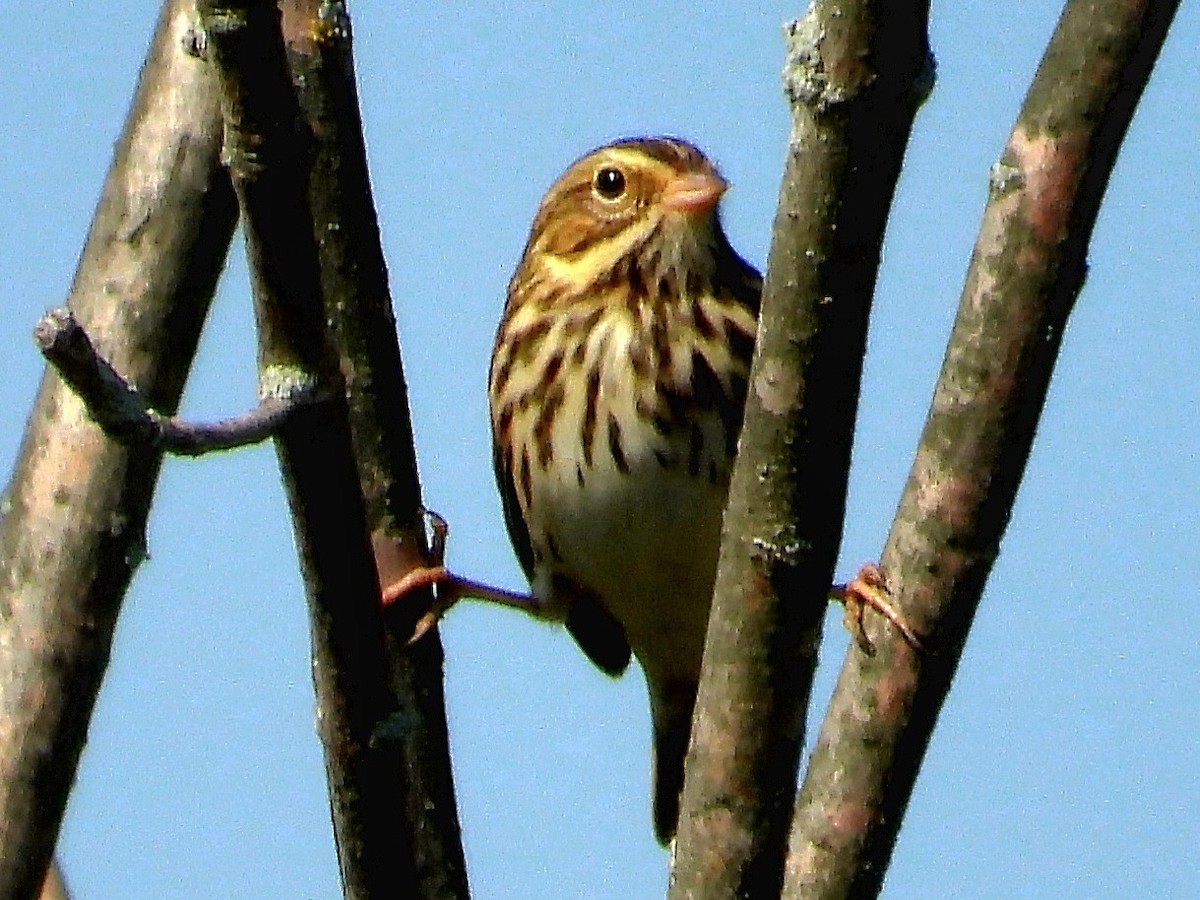 Savannah Sparrow - ML623812766