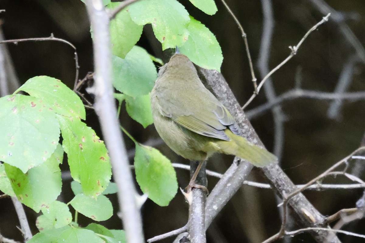 Common Yellowthroat - ML623812768