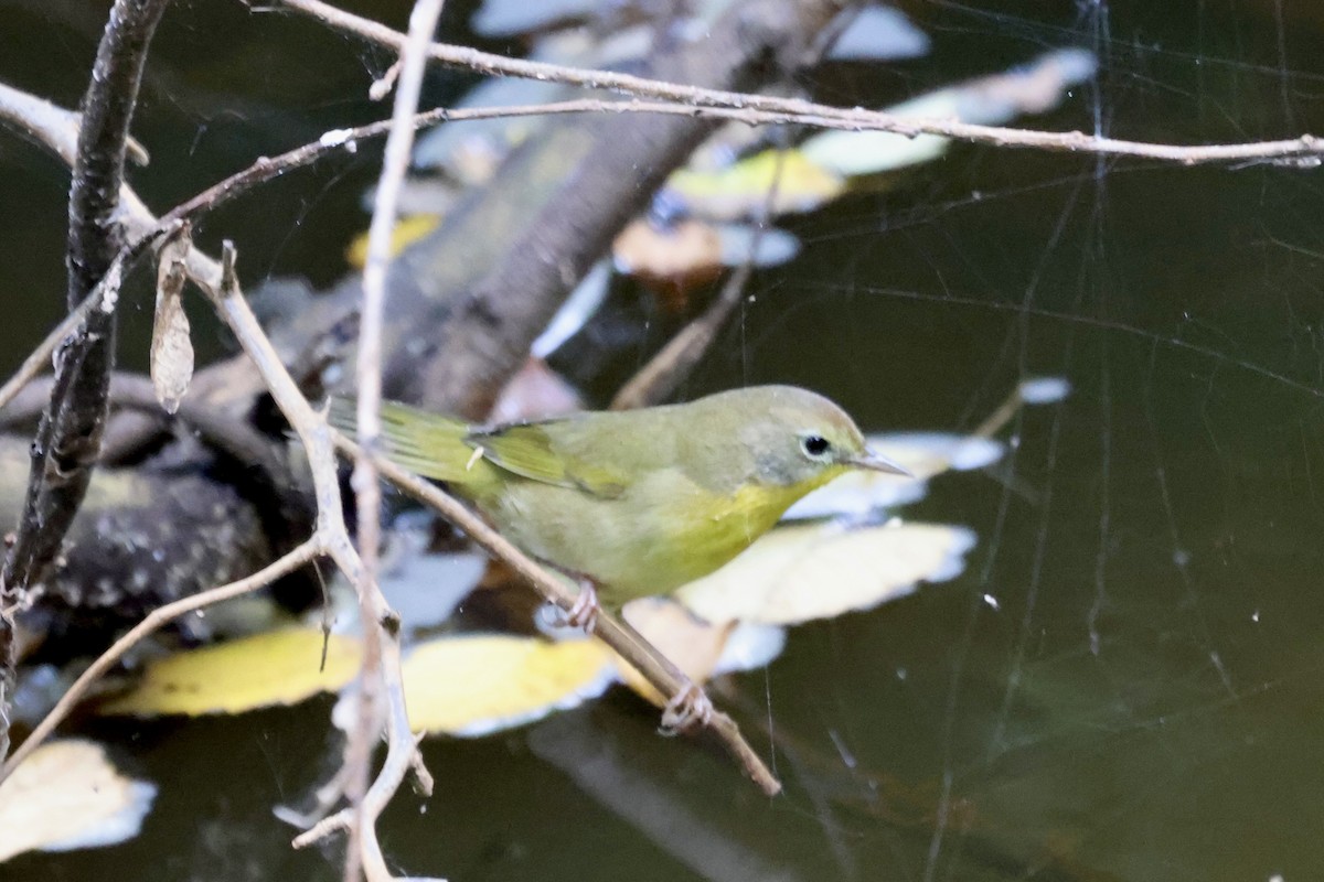 Common Yellowthroat - ML623812771