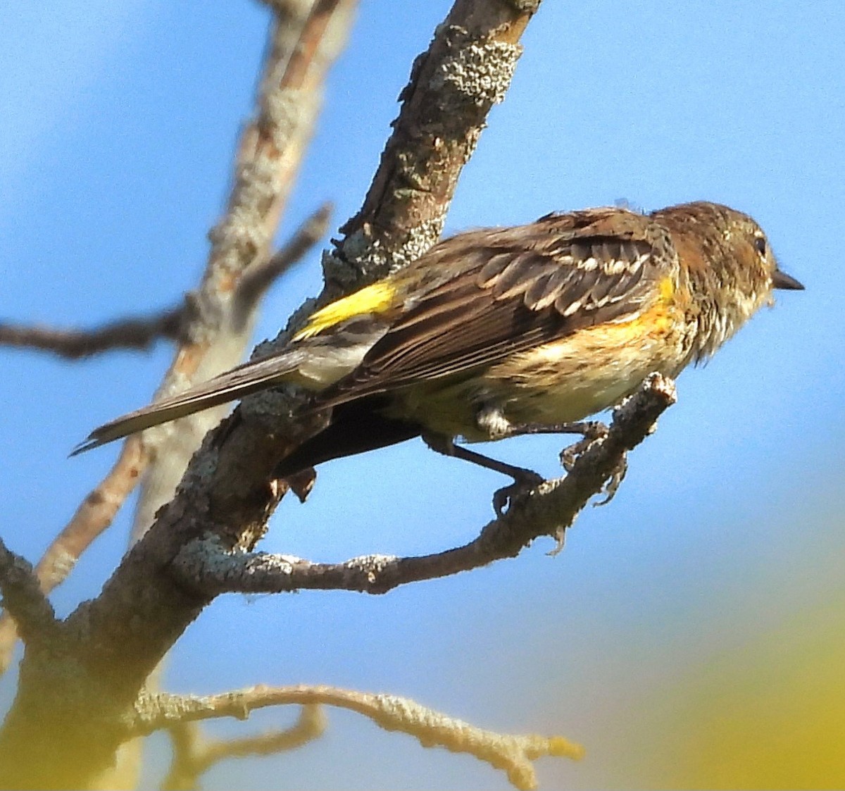 Yellow-rumped Warbler - ML623812776