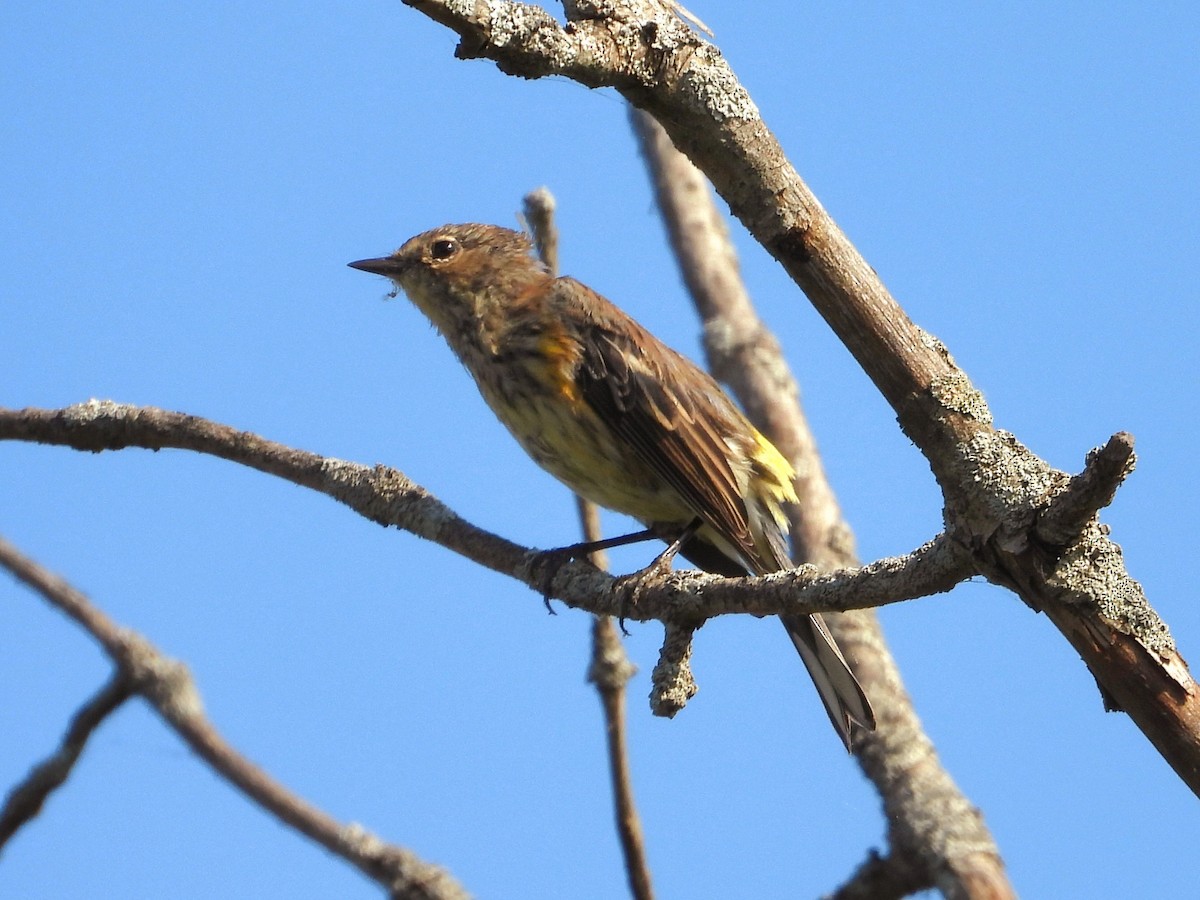 Yellow-rumped Warbler - Terry Ansel