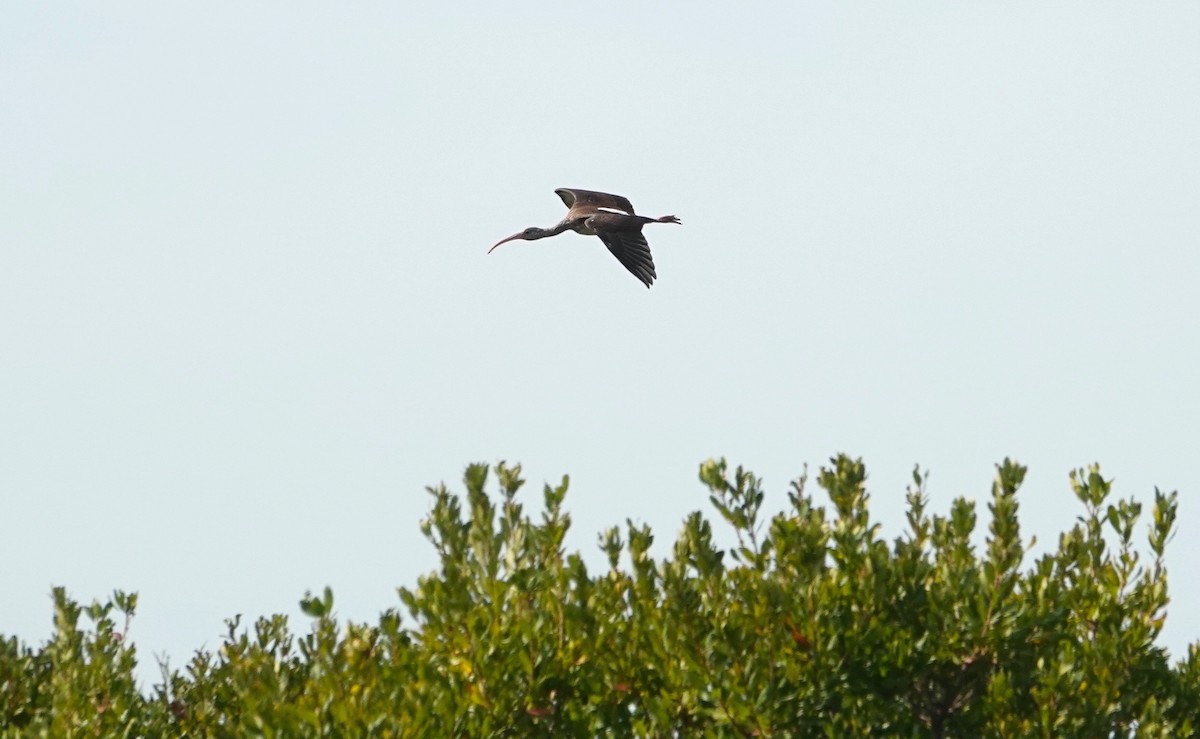 White Ibis - ML623812790