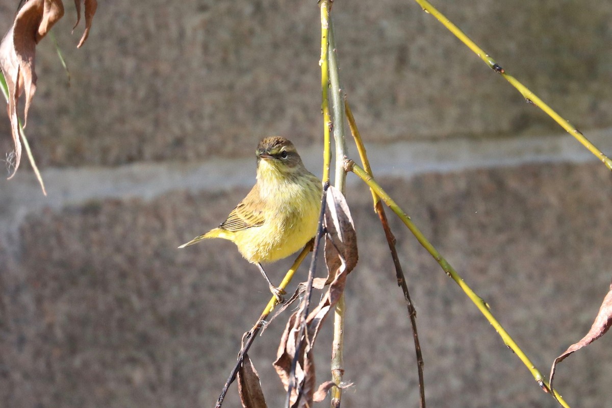 Palm Warbler - ML623812824