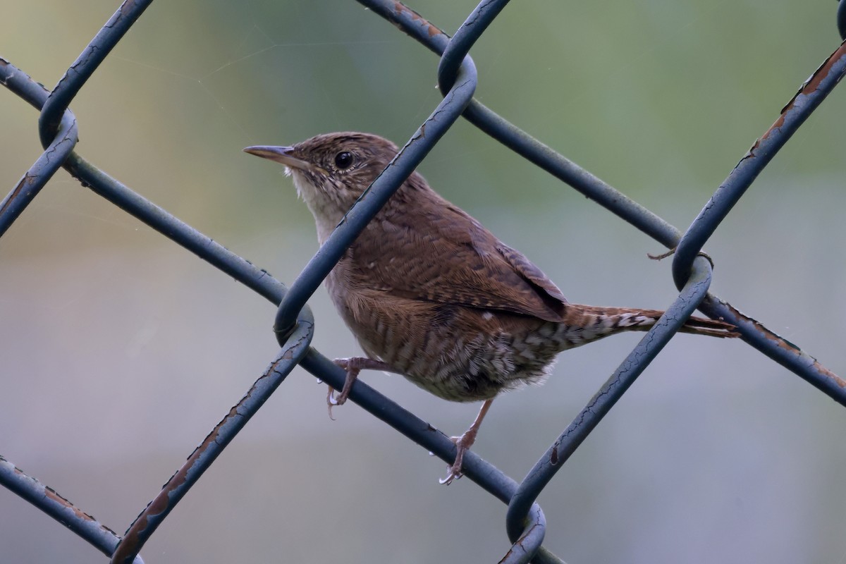 House Wren - ML623812829