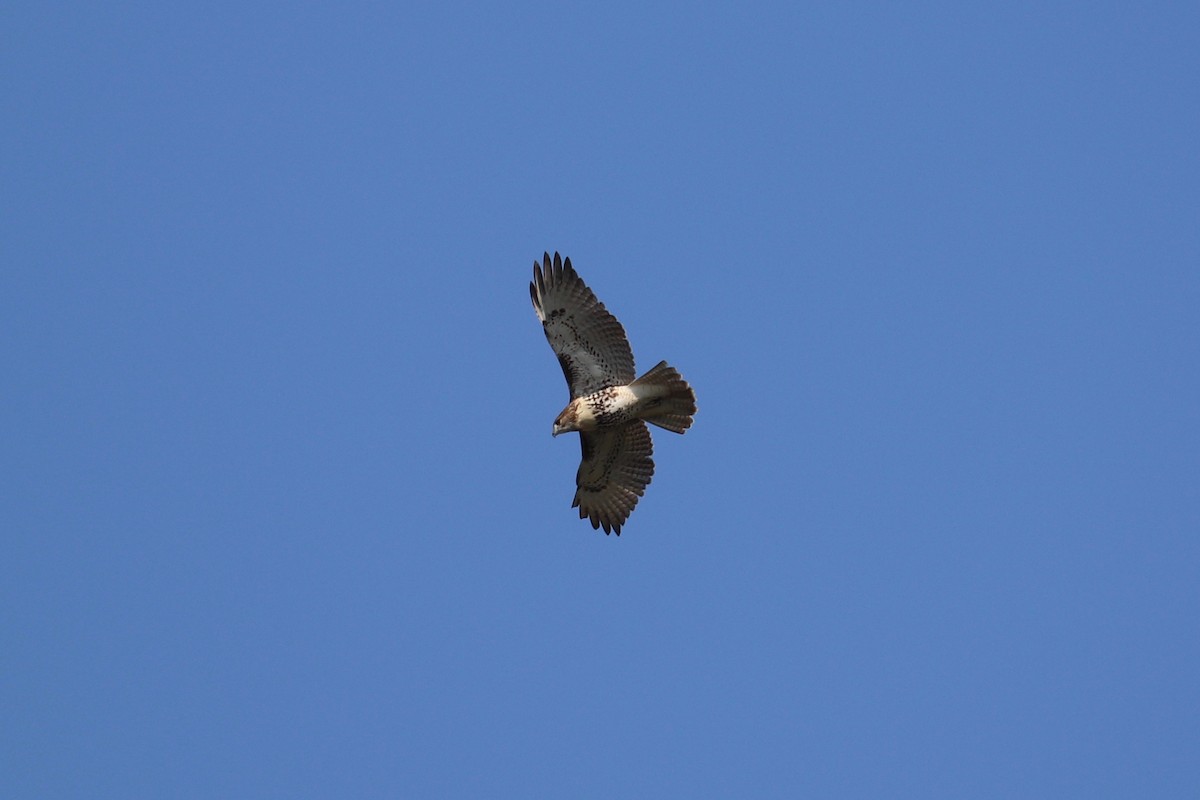 Red-tailed Hawk (borealis) - ML623812834