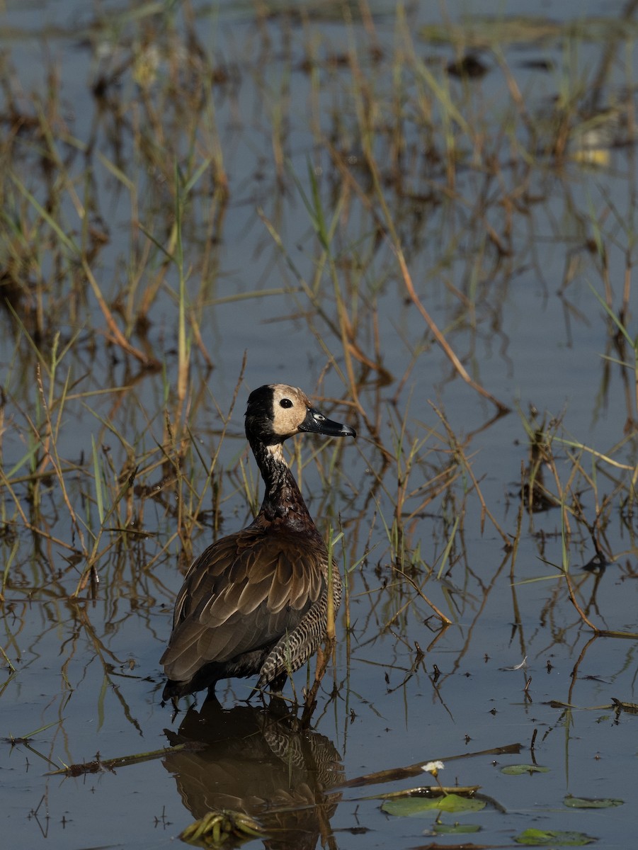 White-faced Whistling-Duck - ML623812898