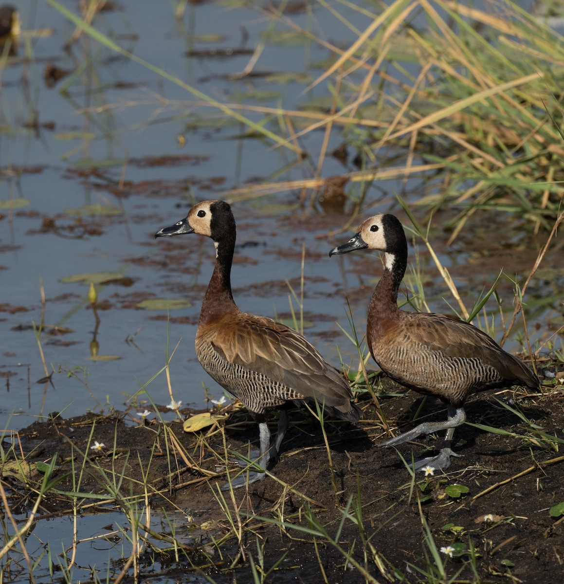 White-faced Whistling-Duck - ML623812899