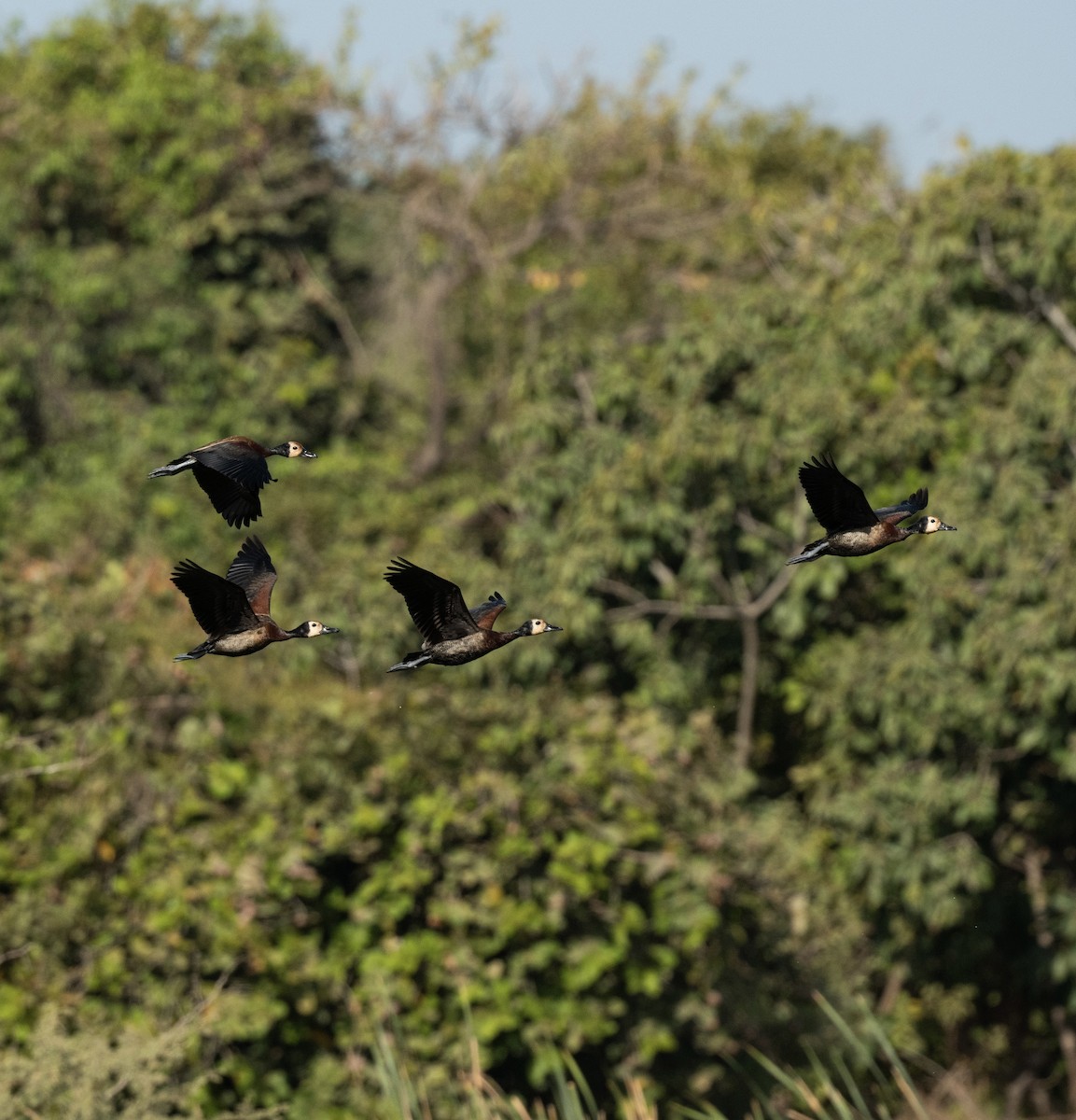 White-faced Whistling-Duck - ML623812900