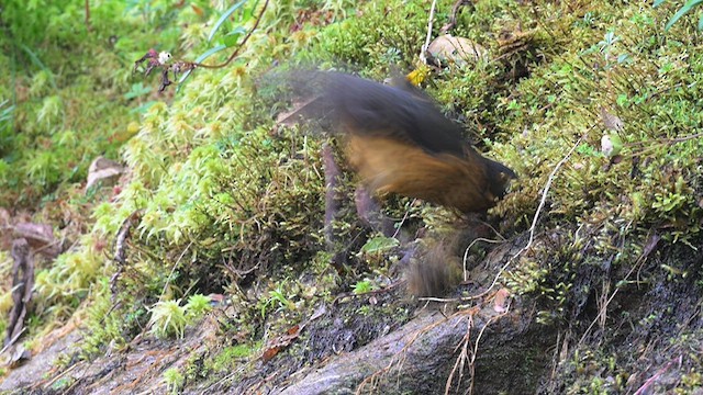 Undulated Antpitta - ML623812943