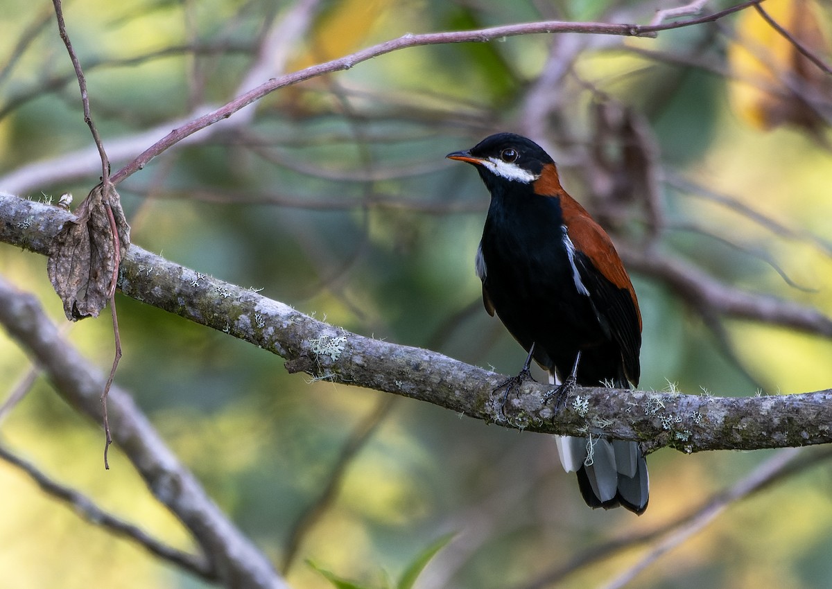 White-eared Solitaire - ML623812944