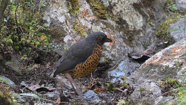 Undulated Antpitta - ML623812961