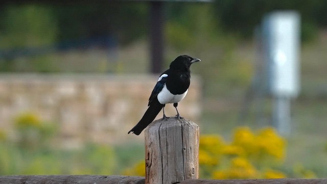 Black-billed Magpie - ML623812966